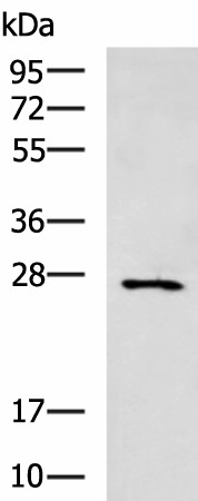 CIDEC Polyclonal Antibody (E-AB-52120)