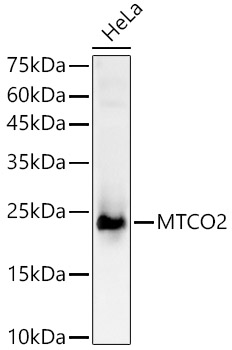 MTCO2 Polyclonal Antibody (E-AB-93219)
