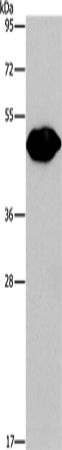 PLIN2 Polyclonal Antibody (E-AB-13074)