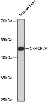 CRACR2A Polyclonal Antibody (E-AB-64839)