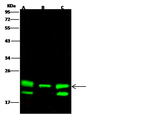 Recombinant PEBP1/RKIP Monoclonal Antibody (AN300163P)