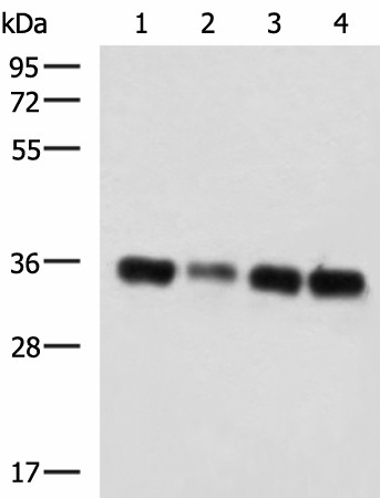 GRHPR Polyclonal Antibody (E-AB-19965)