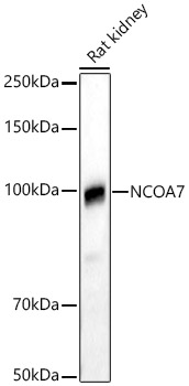 NCOA7 Polyclonal Antibody (E-AB-90678)