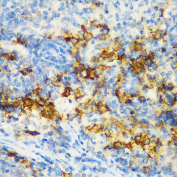 CD3D Polyclonal Antibody (E-AB-60274)