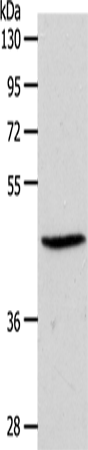 EDG3 Polyclonal Antibody (E-AB-12921)