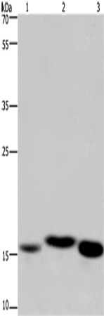 Cytochrome b5 Polyclonal Antibody (E-AB-14924)