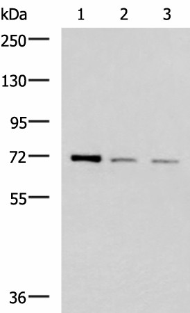 FOXK1 Polyclonal Antibody (E-AB-19286)