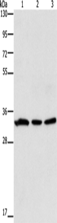 GPA33 Polyclonal Antibody (E-AB-14107)