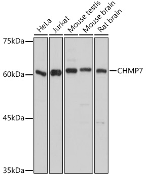 CHMP7 Polyclonal Antibody (E-AB-90816)