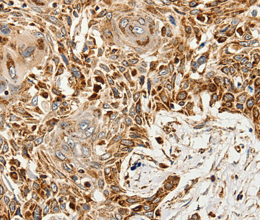 SLC9A7 Polyclonal Antibody (E-AB-12875)