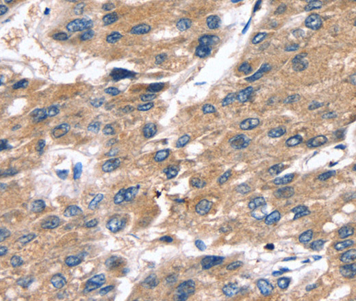 SRGN Polyclonal Antibody (E-AB-11601)