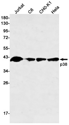 Recombinant p38 Monoclonal Antibody (E-AB-81480)