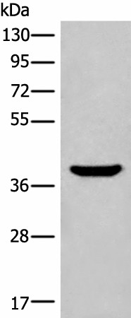 ADORA3 Polyclonal Antibody (E-AB-18210)
