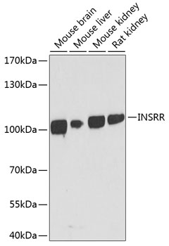 INSRR Polyclonal Antibody (E-AB-62800)