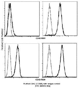 Recombinant N-Cadherin/CD325/CDH2 Monoclonal Antibody (AN300288P)