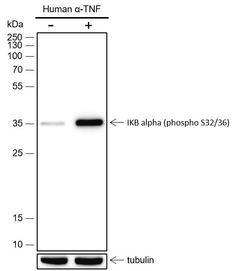 Recombinant Phospho-IKB alpha (Ser32, Ser36) Monoclonal Antibody (AN302083L)