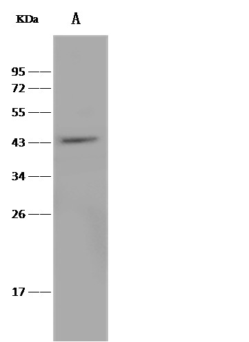 Recombinant TRAIL R4/CD264/TNFRSF10D Monoclonal Antibody (AN300334P)