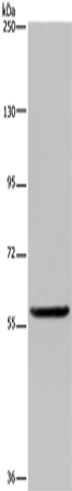 LBR Polyclonal Antibody (E-AB-15166)