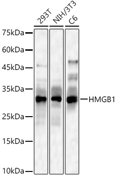 (KO Validated) HMGB1 Polyclonal Antibody (E-AB-68353)