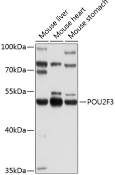 POU2F3 Polyclonal Antibody (E-AB-90052)