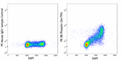 PE anti-Rb Phospho (Ser795) Antibody (640455)