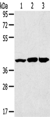 JNK2 Polyclonal Antibody (E-AB-15735)