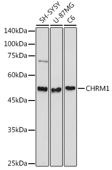 CHRM1 Polyclonal Antibody (E-AB-93142)