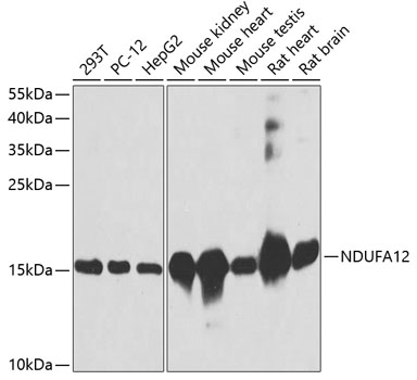 NDUFA12 Polyclonal Antibody (E-AB-62490)