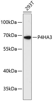 P4HA3 Polyclonal Antibody (E-AB-64821)