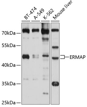 ERMAP Polyclonal Antibody (E-AB-90160)