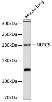 NLRC5 Polyclonal Antibody (E-AB-93161)