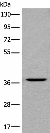 LDAH Polyclonal Antibody (E-AB-17751)