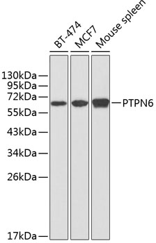 PTPN6 Polyclonal Antibody (E-AB-60310)