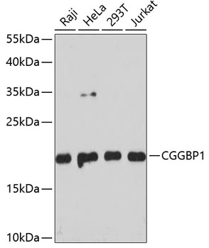 CGGBP1 Polyclonal Antibody (E-AB-65472)