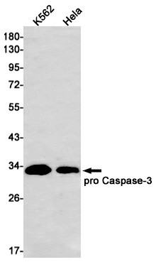 Recombinant Caspase 3 Monoclonal Antibody (E-AB-81444)