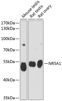 NR5A1 Polyclonal Antibody (E-AB-65374)