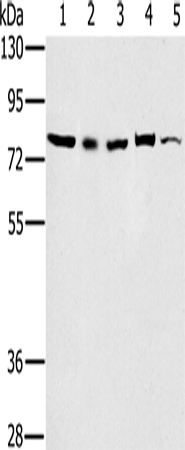 TAB3 Polyclonal Antibody (E-AB-11380)