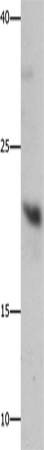 GFER Polyclonal Antibody (E-AB-13893)