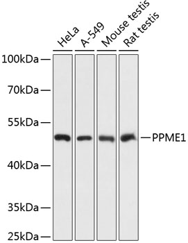PPME1 Polyclonal Antibody (E-AB-64450)