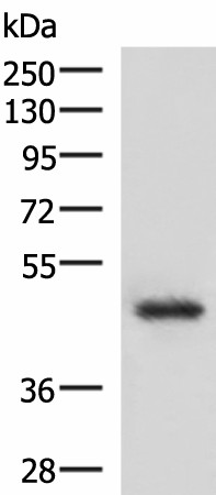 LDB1 Polyclonal Antibody (E-AB-52921)