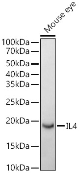 IL4 Polyclonal Antibody (E-AB-93120)