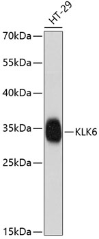 KLK6 Polyclonal Antibody (E-AB-64123)