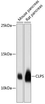CLPS Polyclonal Antibody (E-AB-64322)