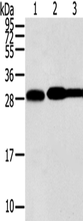 STX10 Polyclonal Antibody (E-AB-11625)