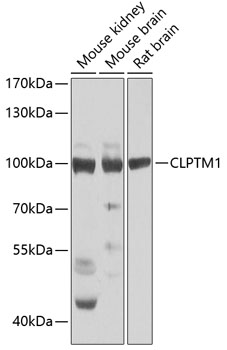 CLPTM1 Polyclonal Antibody (E-AB-62680)