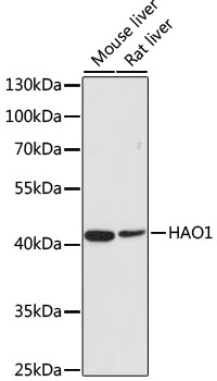 HAO1 Polyclonal Antibody (E-AB-61988)