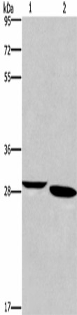 NRG1 Polyclonal Antibody (E-AB-16491)