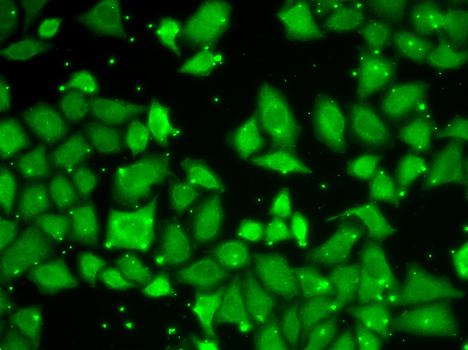 MLST8 Polyclonal Antibody (E-AB-64741)