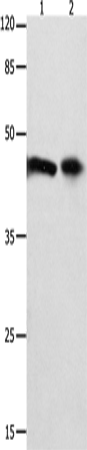 FOXL1 Polyclonal Antibody (E-AB-15649)