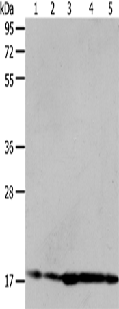 ARF6 Polyclonal Antibody (E-AB-12250)